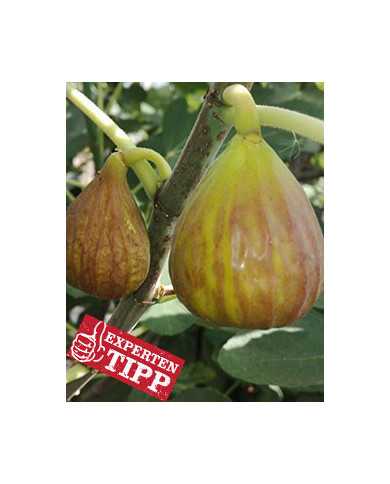 biofeigenbaum-btpötzleinsdorferperle biofeigenbaum-btpötzleinsdorferperle