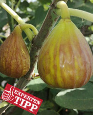 biofeigenbaum-btpötzleinsdorferperle biofeigenbaum-btpötzleinsdorferperle