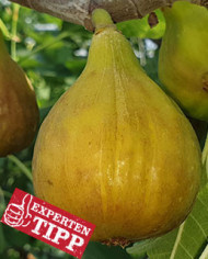 biofeigenbaum-btriversbrownturkey