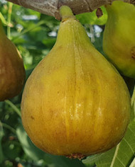 Bio Feigenbaum - BT Rivers Brown Turkey