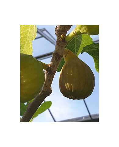 Bio Feigenbaum - BT Rivers Brown Turkey