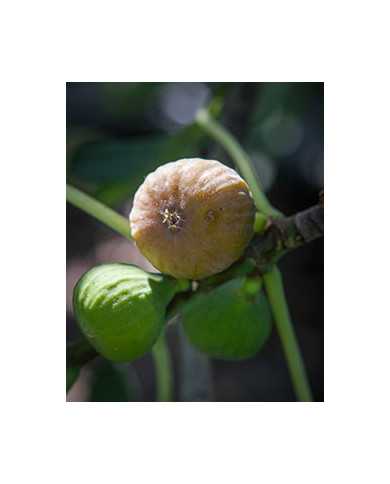 Bio Feigenbaum - BT Rivers Brown Turkey