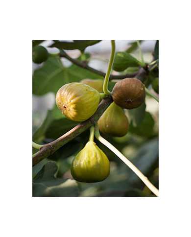 Bio Feigenbaum - BT Rivers Brown Turkey