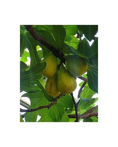 Bio Feigenbaum - Dalmatie (Baud)