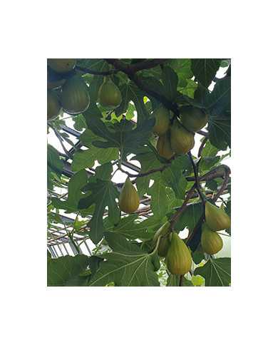 Bio Feigenbaum - Dalmatie (Baud)