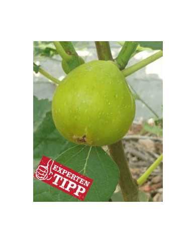 biofeigenbaum-desertking biofeigenbaum-desertking