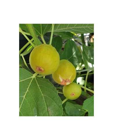 Bio Feigenbaum - Ficcolino