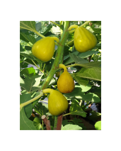 Bio Feigenbaum - Ficcolino