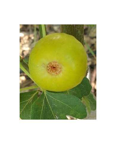 Bio Feigenbaum - Ficcolino
