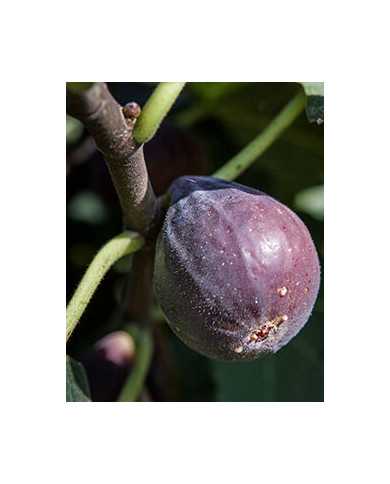 Bio Feigenbaum - Hardy Chicago (*)