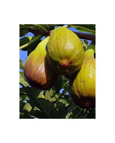 Bio Feigenbaum - Longue d´Août