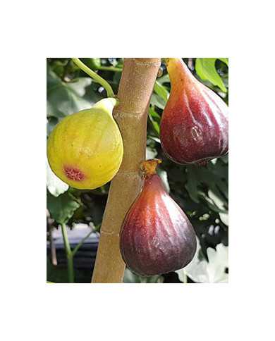 biofeigenbaum-negronne