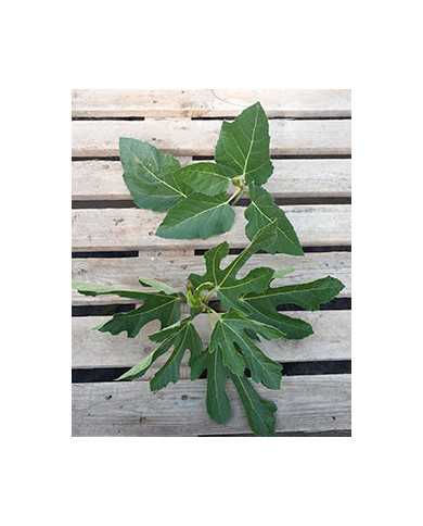 Bio Feigenbaum - Negronne