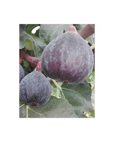 Bio Feigenbaum - Pastiliére