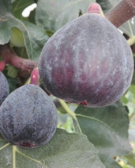 Bio Feigenbaum - Pastiliére