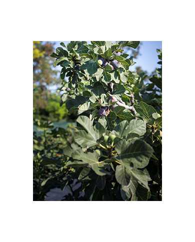 Bio Feigenbaum - Pastiliére