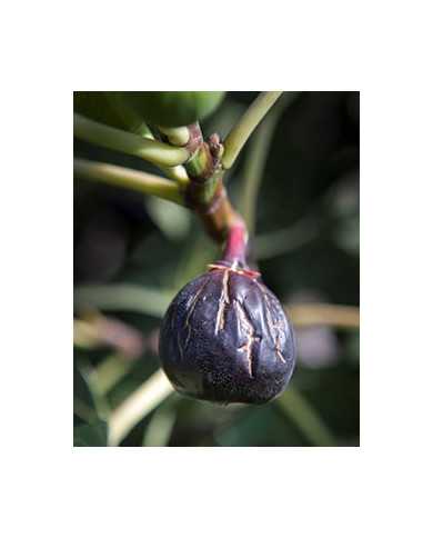 Bio Feigenbaum - Ronde Bordeaux