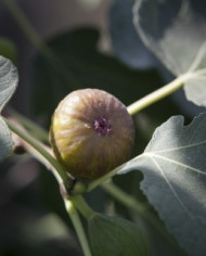 Bio Feigenbaum - Violette Sepor