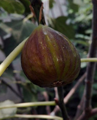 Bio Feigenbaum - Violette Sepor