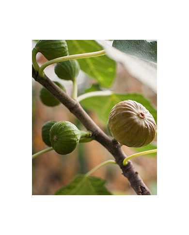 Bio Feigenbaum - Violette Sepor