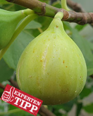 biofeigenbaumadriatic biofeigenbaumadriatic