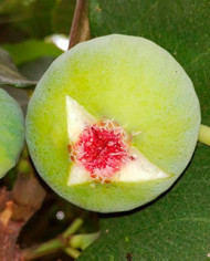 Bio Feigenbaum Adriatic (*)