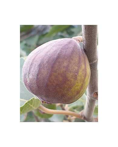 biofeigenbaumafghanistica