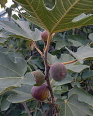 Bio Feigenbaum Afghanistica (*) Bio Feigenbaum Afghanistica (*)