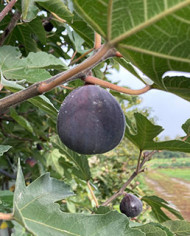 Bio Feigenbaum Afghanistica (*) Bio Feigenbaum Afghanistica (*)