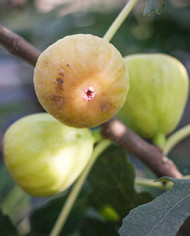 Bio Feigenbaum Albu (*) Bio Feigenbaum Albu (*)