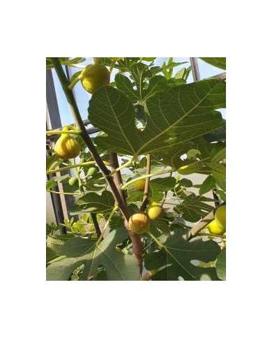 Bio Feigenbaum Albuquerque (*)