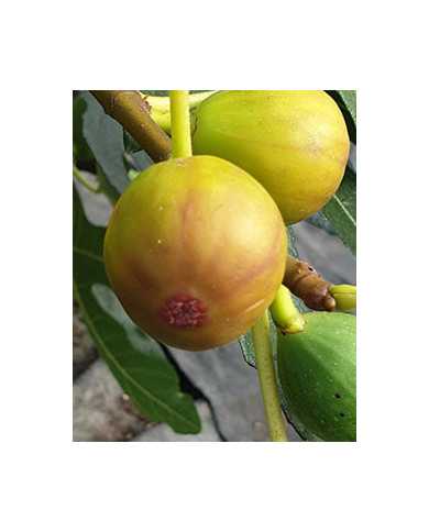 Bio Feigenbaum Alma (*)