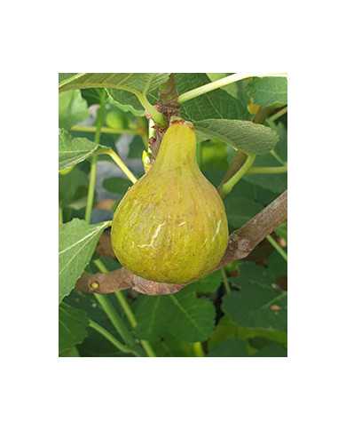 Bio Feigenbaum Alma (*)