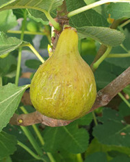 Bio Feigenbaum Alma (*)