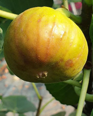 biofeigenbaumalpengarten