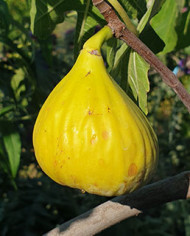 Bio Feigenbaum Alter Gersthofer (*)