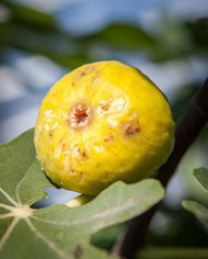 Bio Feigenbaum Alter Gersthofer (*)