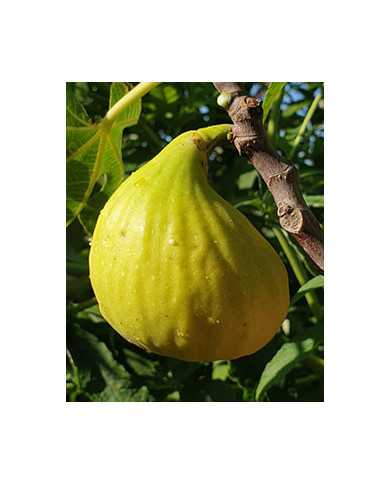 Bio Feigenbaum Alter Gersthofer (*)