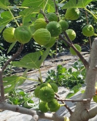 Bio Feigenbaum Ariane (*) Bio Feigenbaum Ariane (*)