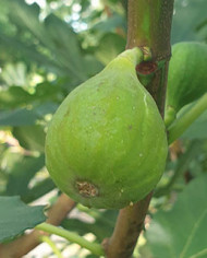 Bio Feigenbaum Arie (*)