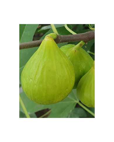 Bio Feigenbaum Atreano (**)