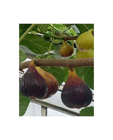 Bio Feigenbaum Bakor (**)