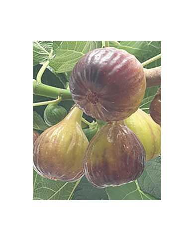 Bio Feigenbaum Bakor (**)