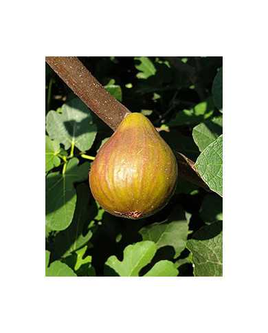 Bio Feigenbaum Baumfeige