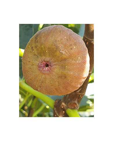 Bio Feigenbaum Baumfeige