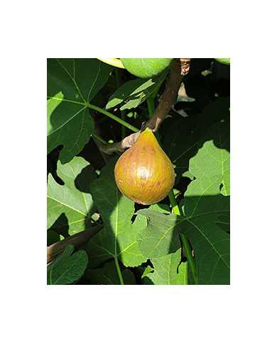 Bio Feigenbaum Baumfeige