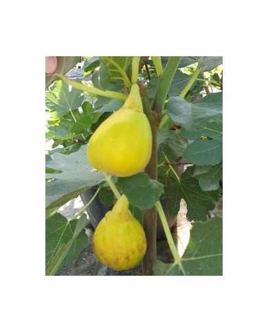 Bio Feigenbaum Becane (*)