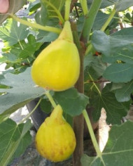 Bio Feigenbaum Becane (*) Bio Feigenbaum Becane (*)