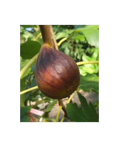 biofeigenbaumbellone