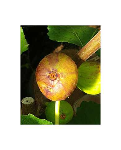 Bio Feigenbaum Bellone (*)